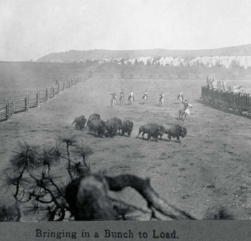 Sept cow-boys à cheval pourchassent un groupe de neuf bisons dans un corral clôturé en dépassant une rangée de chariots. 
