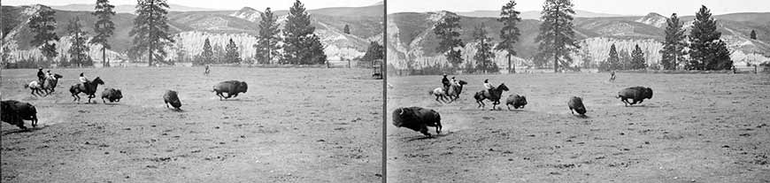 Historical stereograph of four cowboys chasing four bison, which are turning sharply, in a corral.
