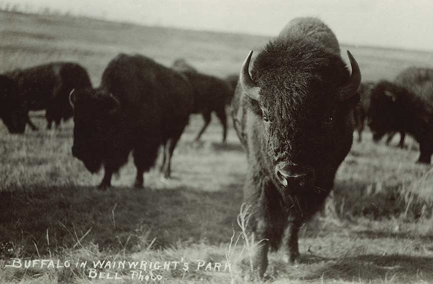 Groupe de bisons dans un champ, dont un bison se dirigeant directement vers l’appareil photo. 