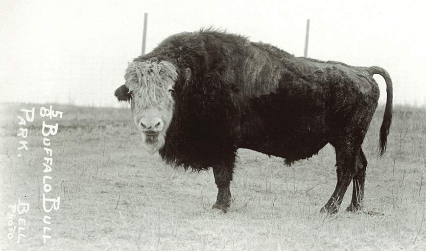 A male bovine in profile, showing the silhouette of a bison with its hump and thick hair but with a face and lighter colour of a domestic cow. 
