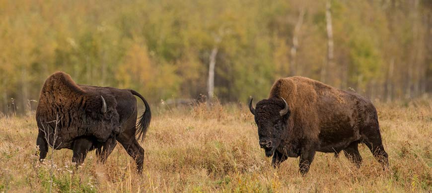 Two wood bison bulls with tall humps walking through a grassy field in the autumn.
