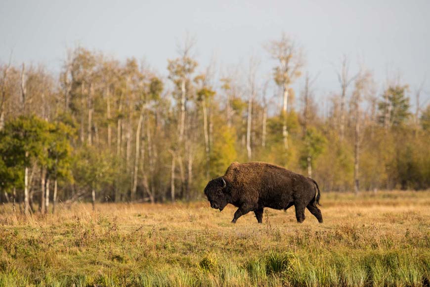 A wood bison bull in profile striding through a grassy field in the autumn.