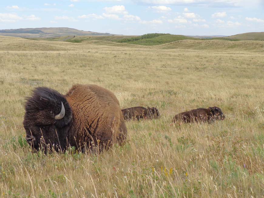 A big bison bull and two calves lying in an open prairie.