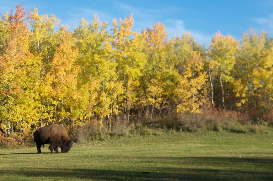 A bull bison grazing in a field surrounded by trees with their autumn leaves.