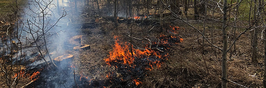 Controlled fire program in grasslands and aspen stand