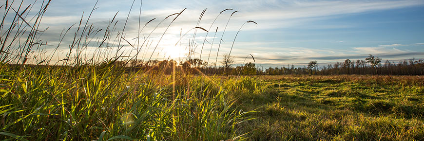 Grasslands at Elk Island National Park