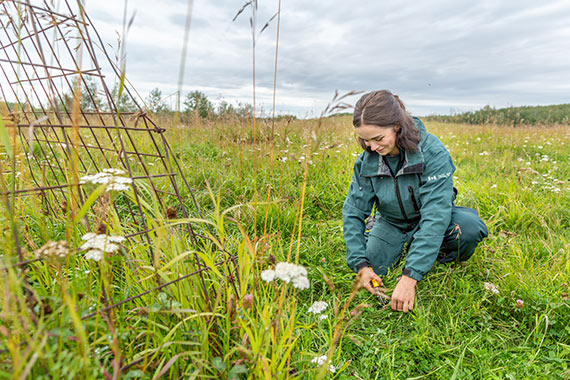 Une employée de Parcs Canada sur le terrain identifiant la végétation dans une parcelle d’évaluation de la santé des parcours naturels.