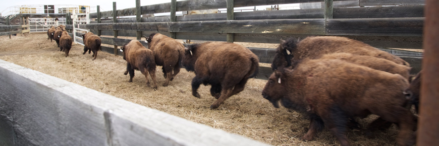 Des bisonneaux des plaines galopent dans une installation de rassemblement des bisons des prairies au parc national Elk Island. 