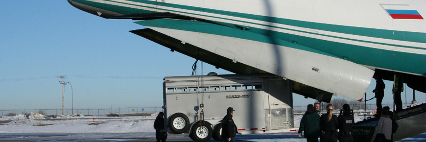 Une remorque spécialisée transportant des bisonneaux des bois est chargée à bord d’un avion-cargo russe 