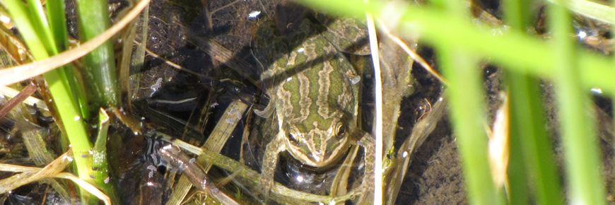 A Boreal Chorus Frog suns itself in shallow water. 