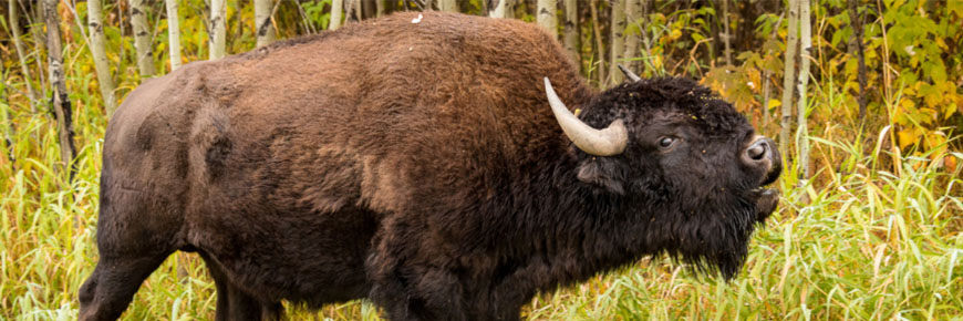 Un bison des prairies beugle pour avertir un visiteur qu’il est trop près. 