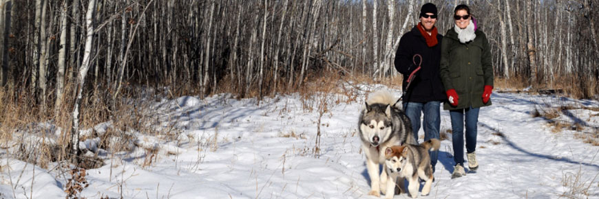 Couple takes dogs for a walk on leash along a snowy trail.