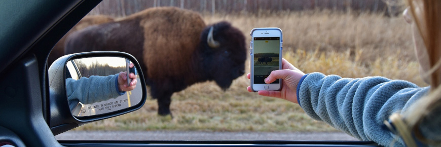 Un visiteur reste en toute sécurité dans son véhicule et prend une photo d’un bison se trouvant à proximité. 