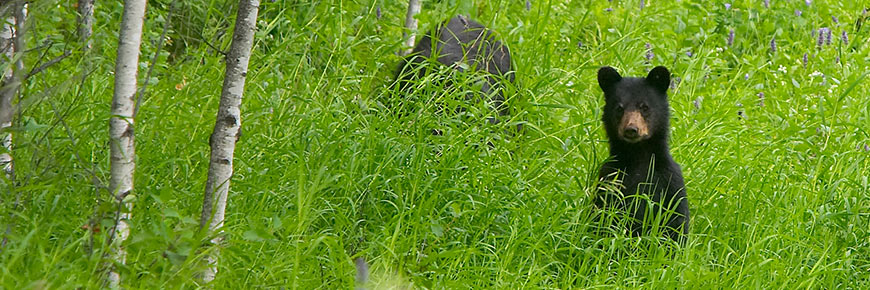 Two black bears in tall grass.