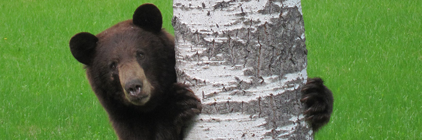 A black bear holds a tree.