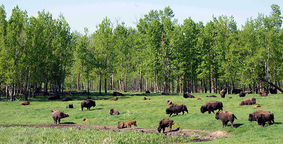 Une harde de bisons des plaines, y compris des petits veaux, broute dans un pré dégagé entre une forêt de trembles et un marais.