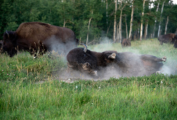 A wood bison bull wallows in the dirt while other bison graze in the background.