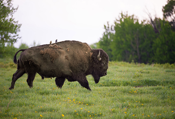 Un vacher à tête brune est perché sur le dos d’un grand bison des plaines qui traverse un pâturage.