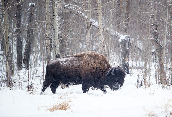 A bull wood bison walks through deep snow in an aspen forest.