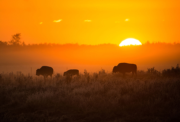 La silhouette d’un petit groupe de bisons des plaines dans un pâturage au soleil couchant.