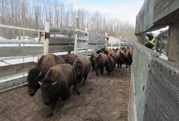 A person hides behind a fence and waits to close a gate while bison run through a handling facility at Elk Island National Park. 