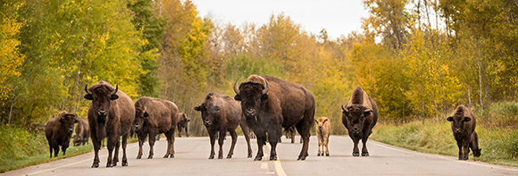 A herd of plains bison block the Elk Island parkway as they walk down the road. 