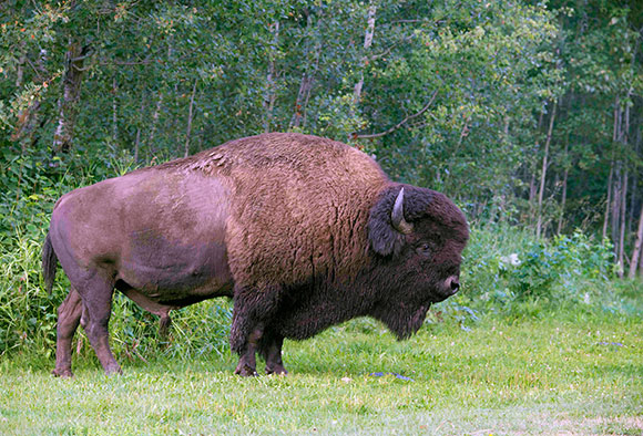 Un bison des plaines, de profil, devant une forêt de trembles.