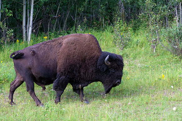 Un bison des bois, de profil, devant une forêt de trembles.