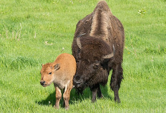 A plains bison cow lovingly cares for her calf by licking it clean. 