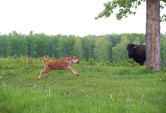 Un petit bison des plaines au pelage roux joue et saute dans les airs devant une femelle.