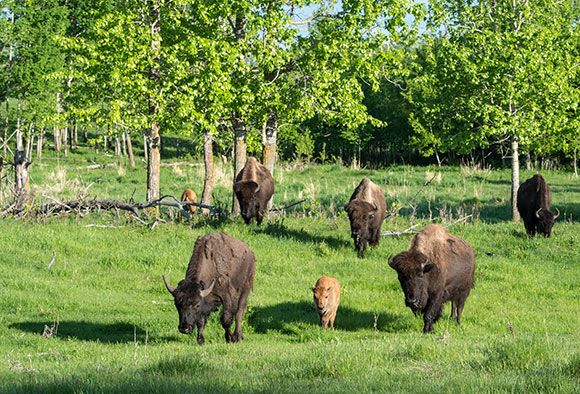 A group of plains bison cows and calves walks through a grassy meadow. 