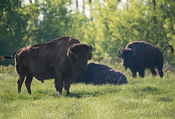 Trois bisons des plaines se prélassent dans un pâturage.