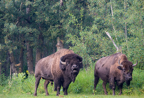 Un bison des plaines se tient, bouche ouverte, aux côtés de sa femelle, et beugle pour repousser tout adversaire potentiel.
