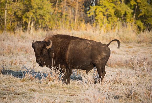 Un bison des plaines mâle soulève la queue en guise d’avertissement.
