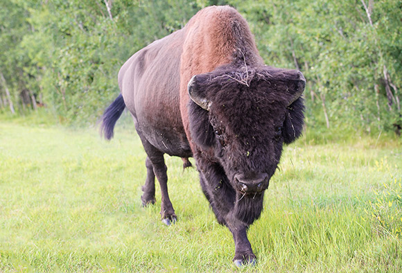Plan rapproché d’un bison des plaines mâle qui bave et piétine le sol.