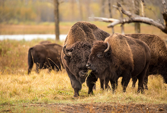 Un couple de bisons des plaines broute du gazon dans un pâturage.