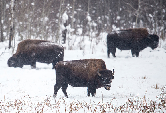 Three wood bison bulls use their massive heads to dig in the snow and reach the grass below. 
