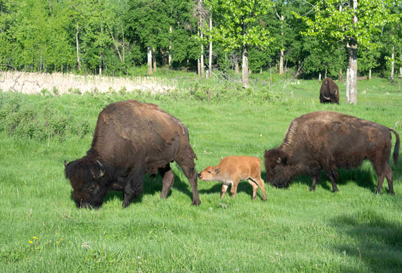 A bison calf nudges its mother’s leg while she and other bison graze in a grassy meadow. 