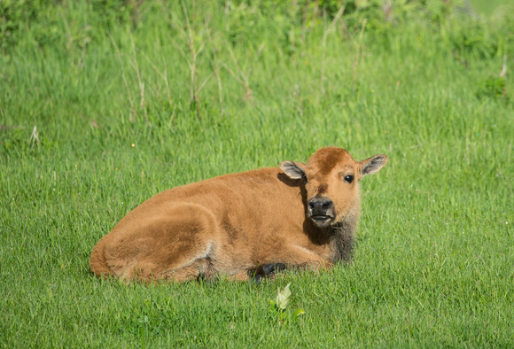 A baby calf lays down in the grass. 