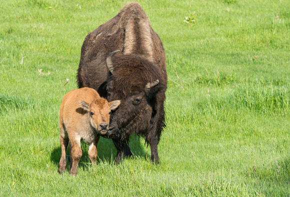 A mother bison licks her baby to clean it.