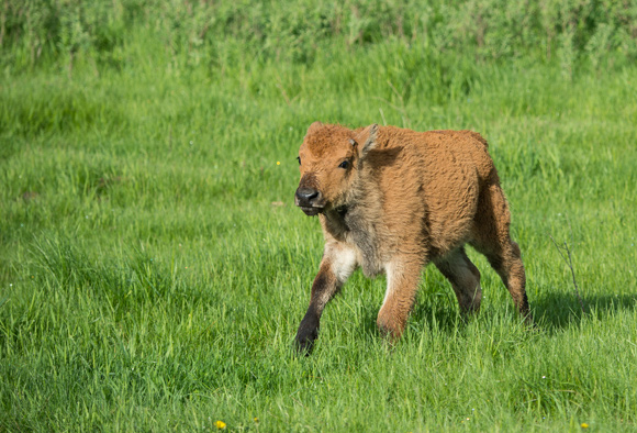 A bison calf runs through the grass. Its fur is pressed back from the wind.
