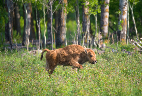 A bison calf walks though some low shrubs.