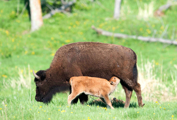 A bison calf nurses while its mother grazes.