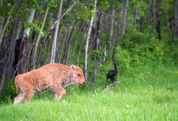 A bison calf walks up a small hill into a grassy meadow.