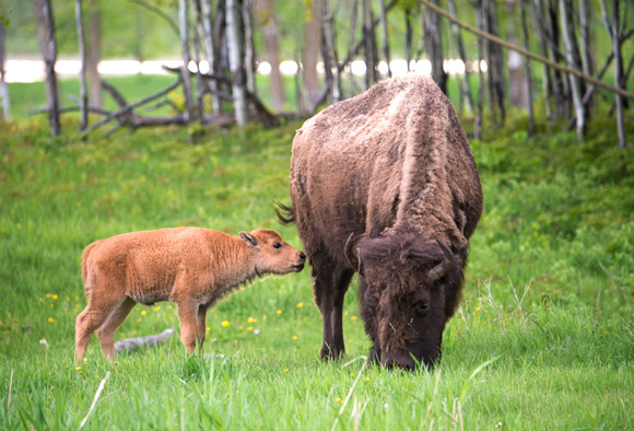 A bison calf nudges its mother’s leg while she grazes.