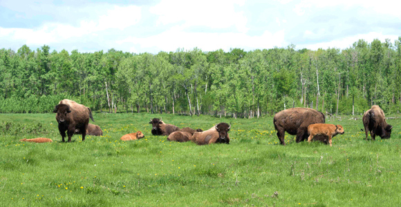 A small herd of bison lays down on a grassy knoll. 