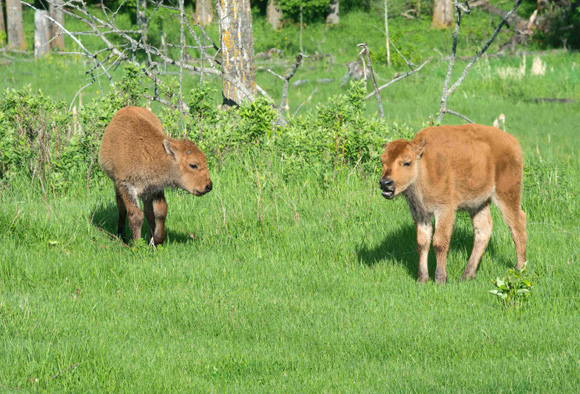 Two bison calves walk through a grassy meadow.
