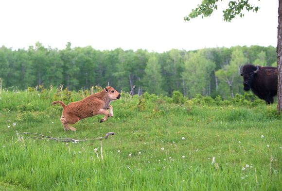 A bison calf leaps into the air while a bison cow watches from the background.