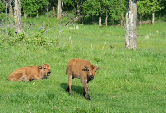 A bison calf lays down in the grass while a second calf walks past it.