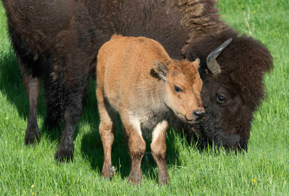 A bison calf stands next to its mother while she grazes. 